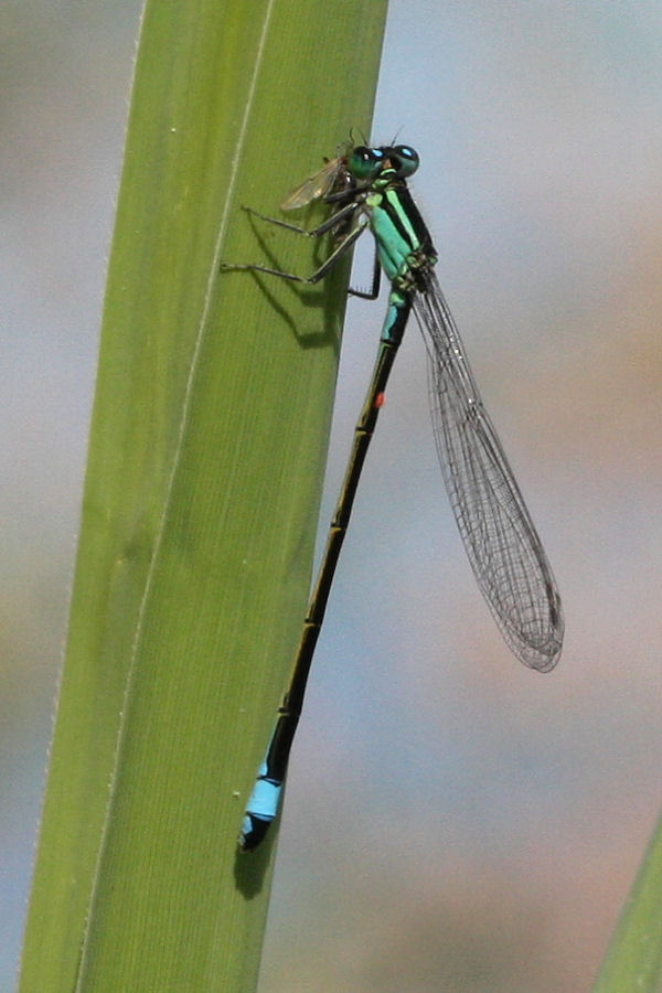 Ischnura elegans con preda